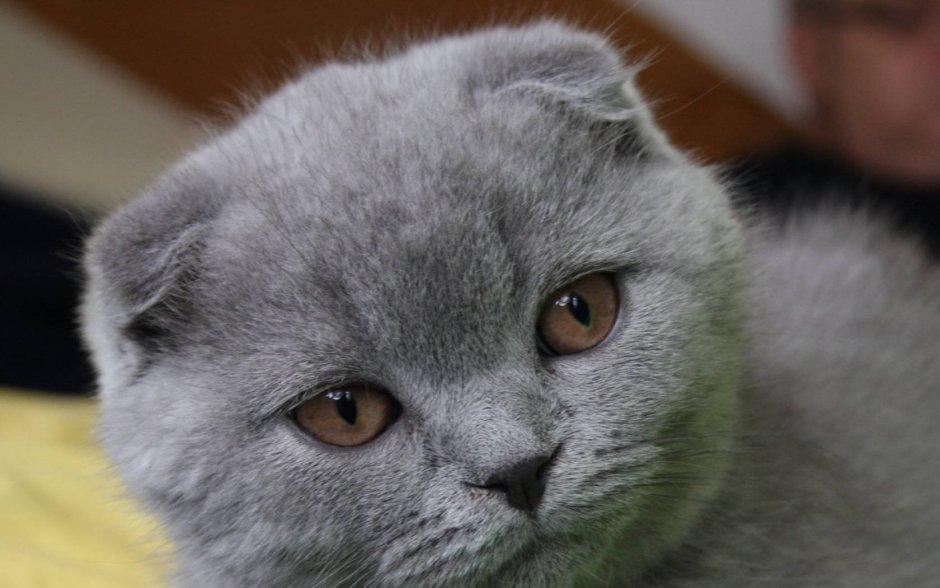 Хитрая морда кота