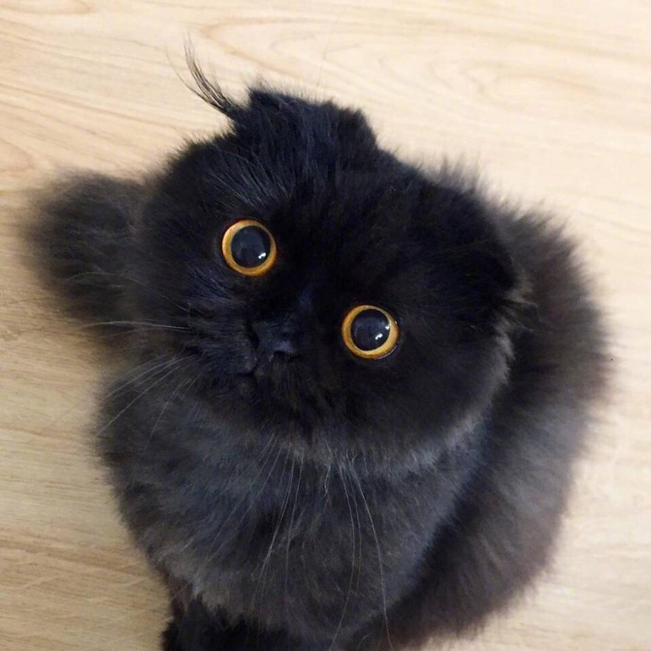 Открытка шипящий кот