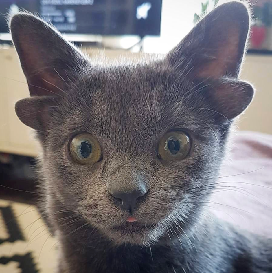 Котик наклонил голову