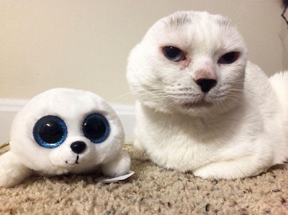 Кошка без ушей