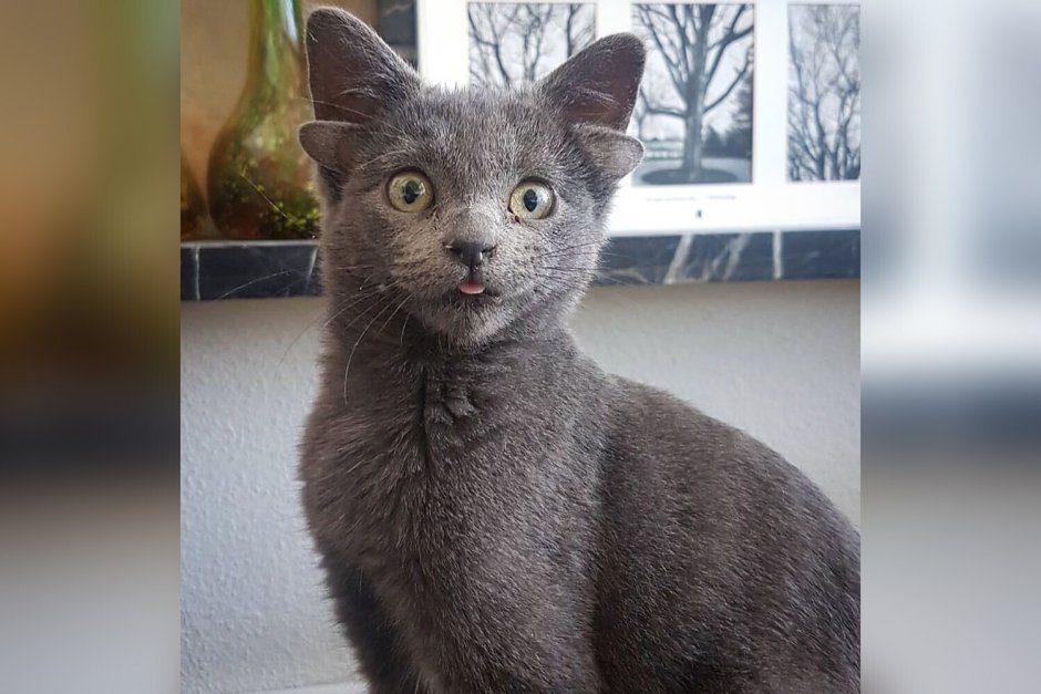 Кот турецкий с 4 ушами