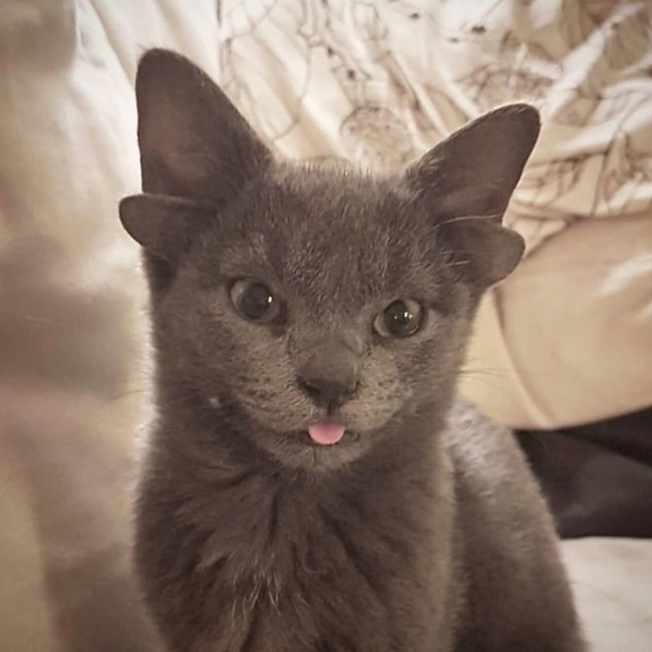 Шотландская вислоухая кошка рыжая