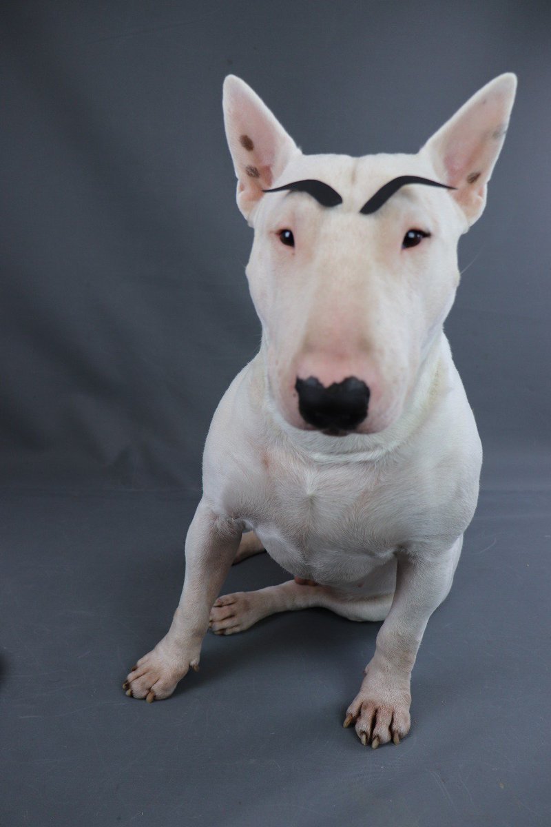 Афганская борзая лысая