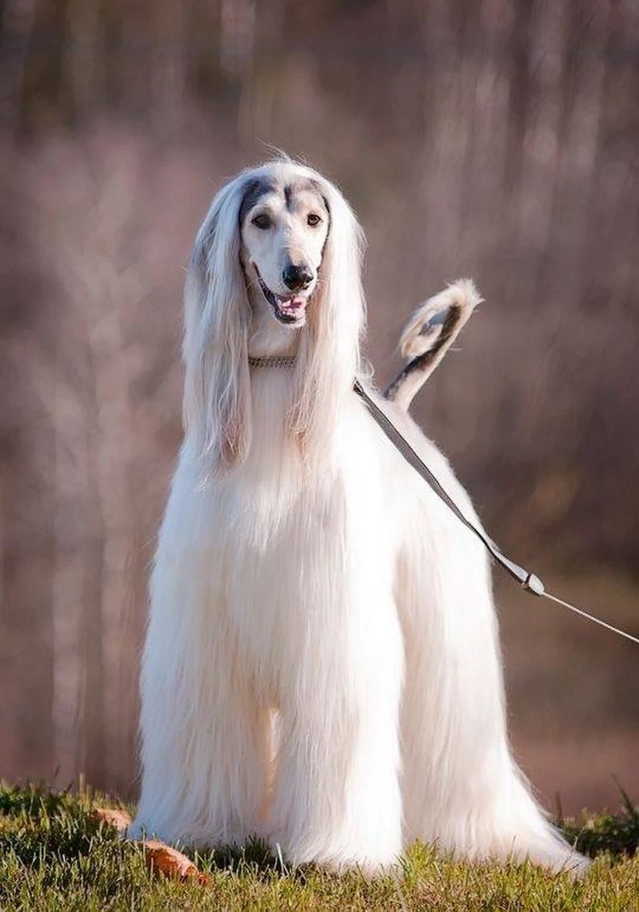 Бультерьер в профиль