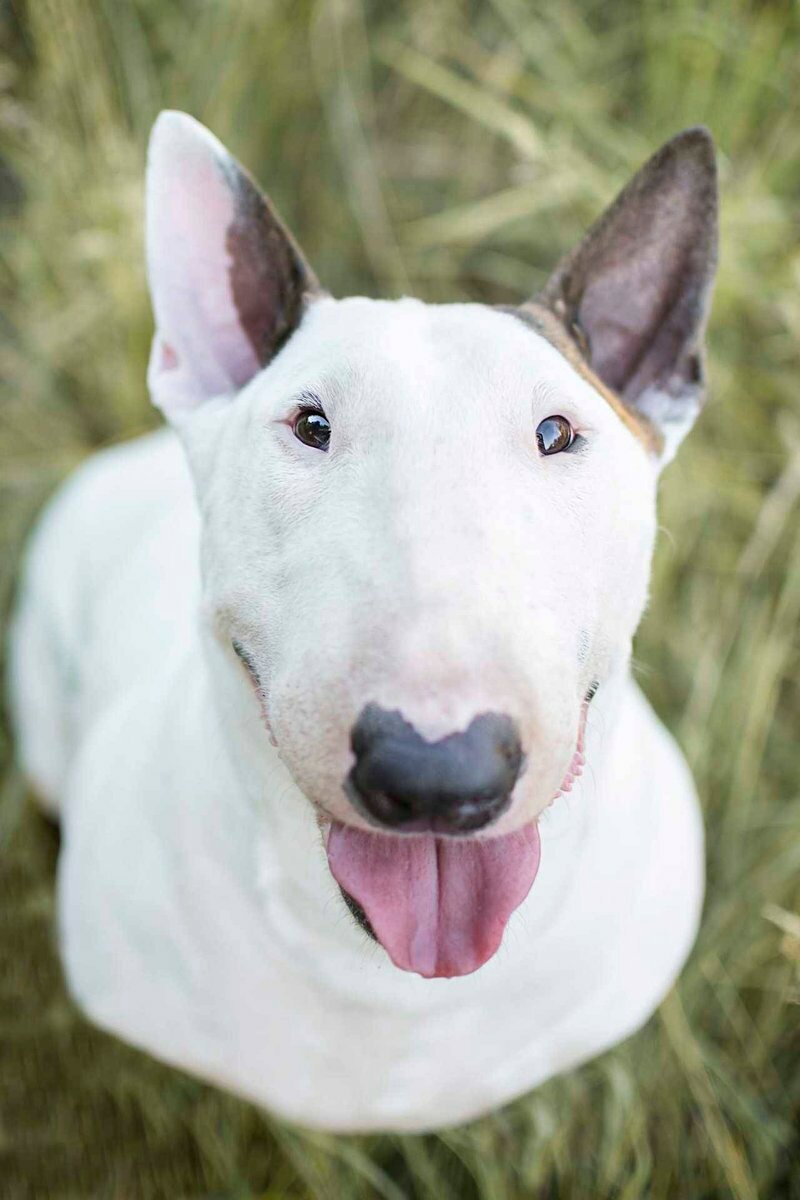 Королевский бультерьер