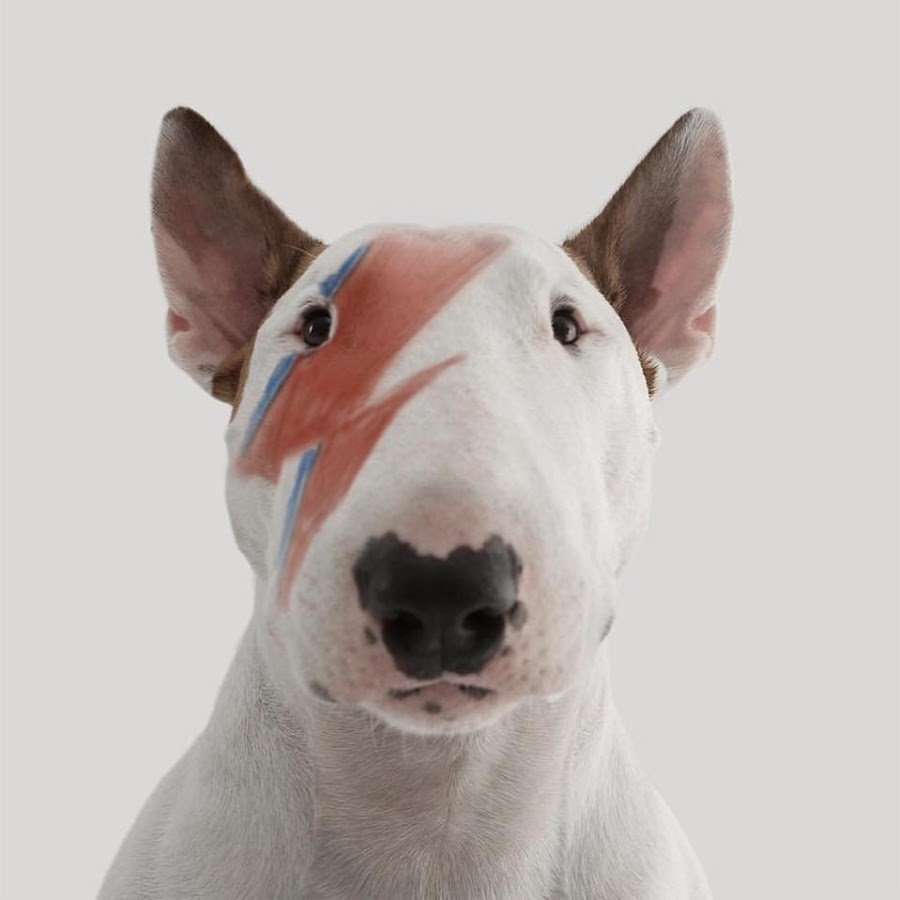 Ивисская гончая Поденко ибиценко