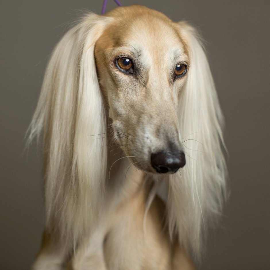 Афганская борзая и салюки