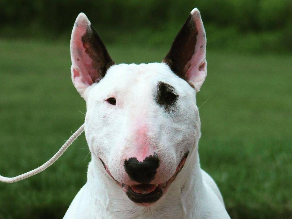 Собака борзая колли