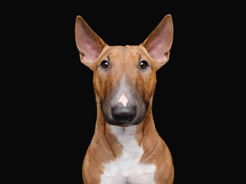 Уиппет длинношерстный собака