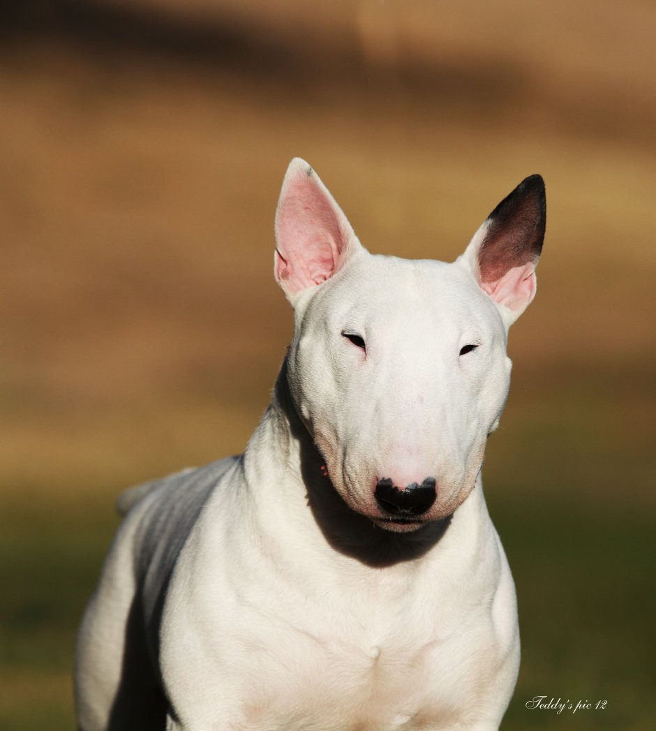 Бультерьер терьер
