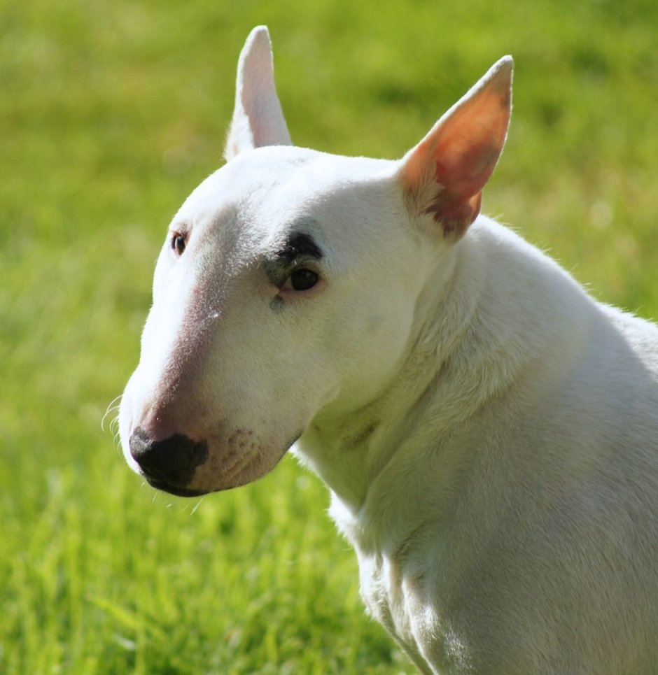 Бультерьер альбинос