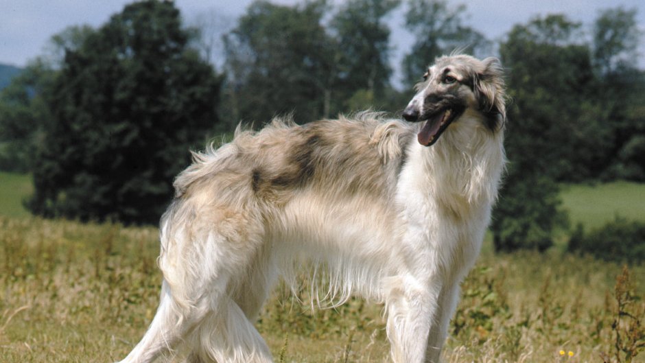 Русская борзая Эрис