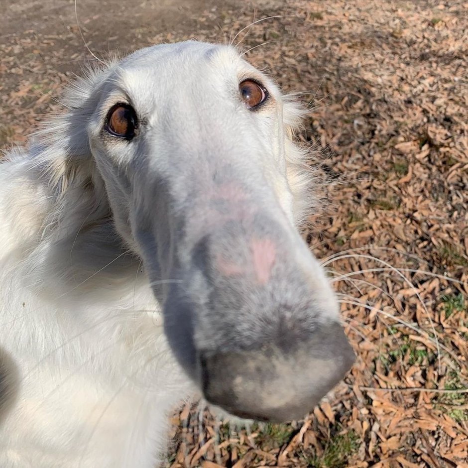 Бойцовский бультерьер