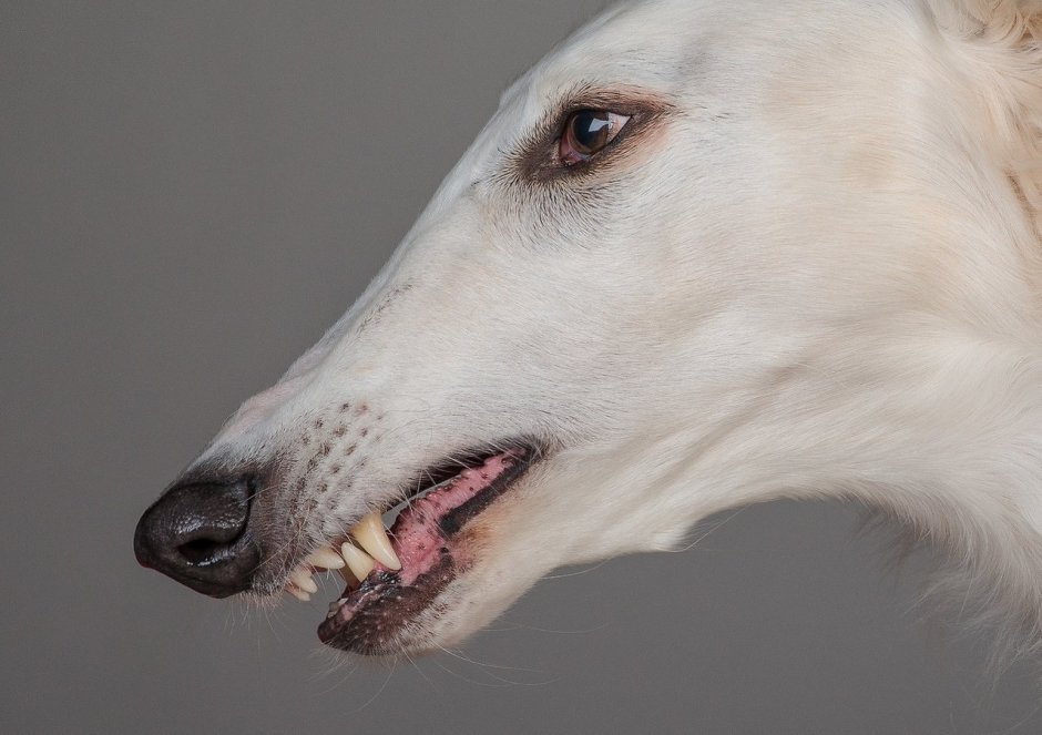 Бассет хаунд морда