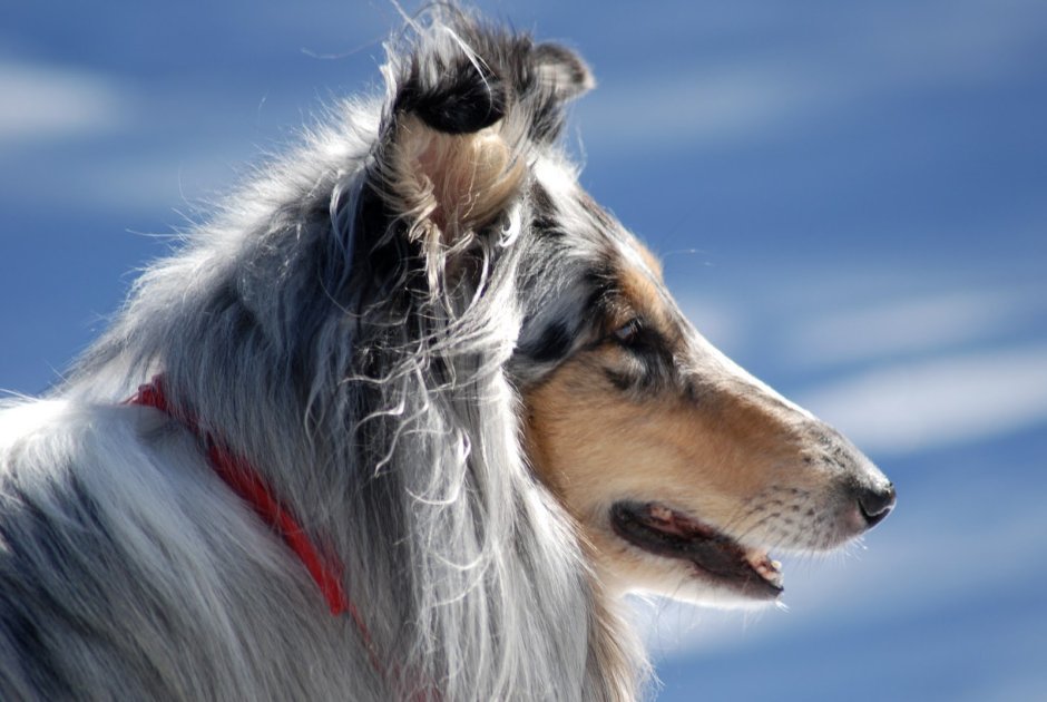 Поденко ибиценко порода