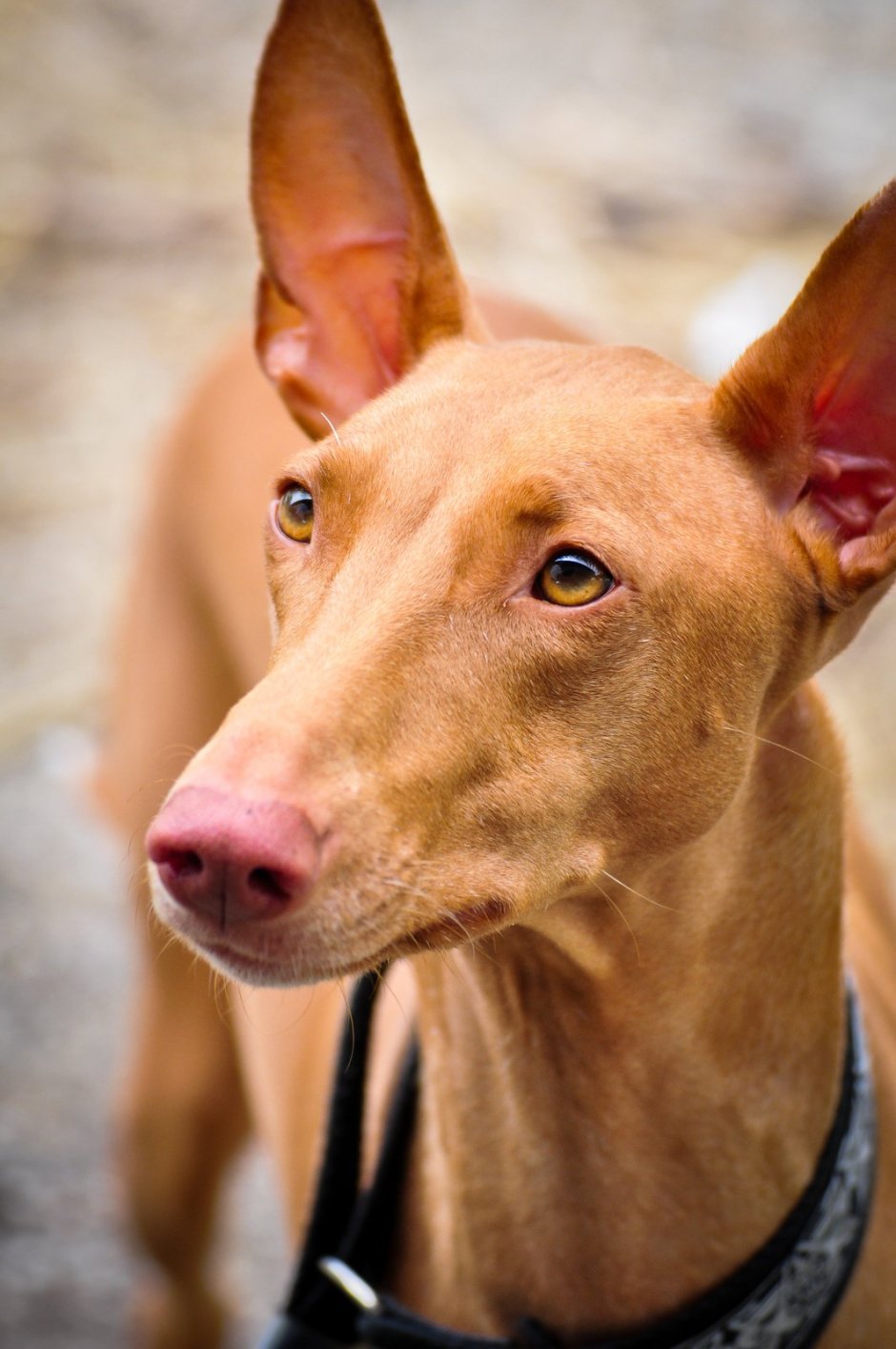 Pharaoh Hound