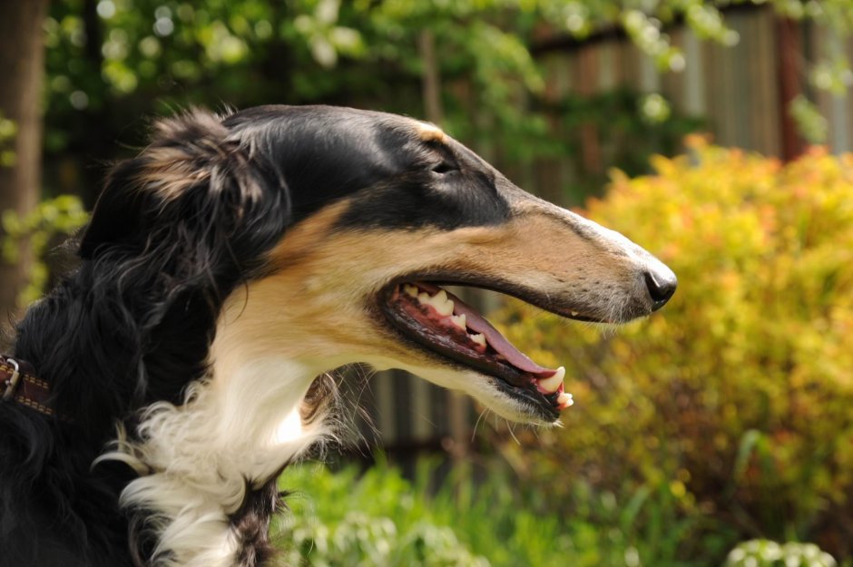 Бультерьер белый