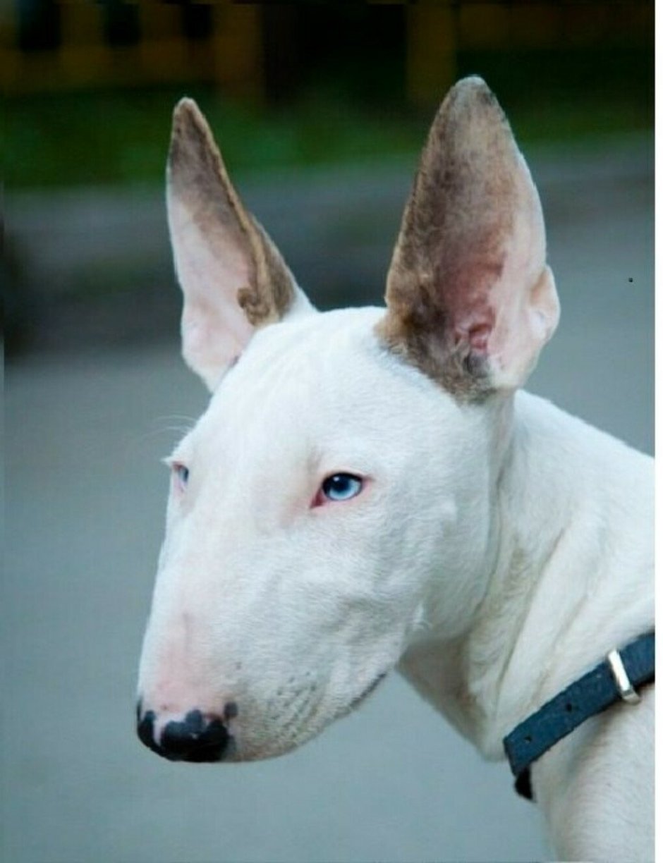 Бойцовский бультерьер