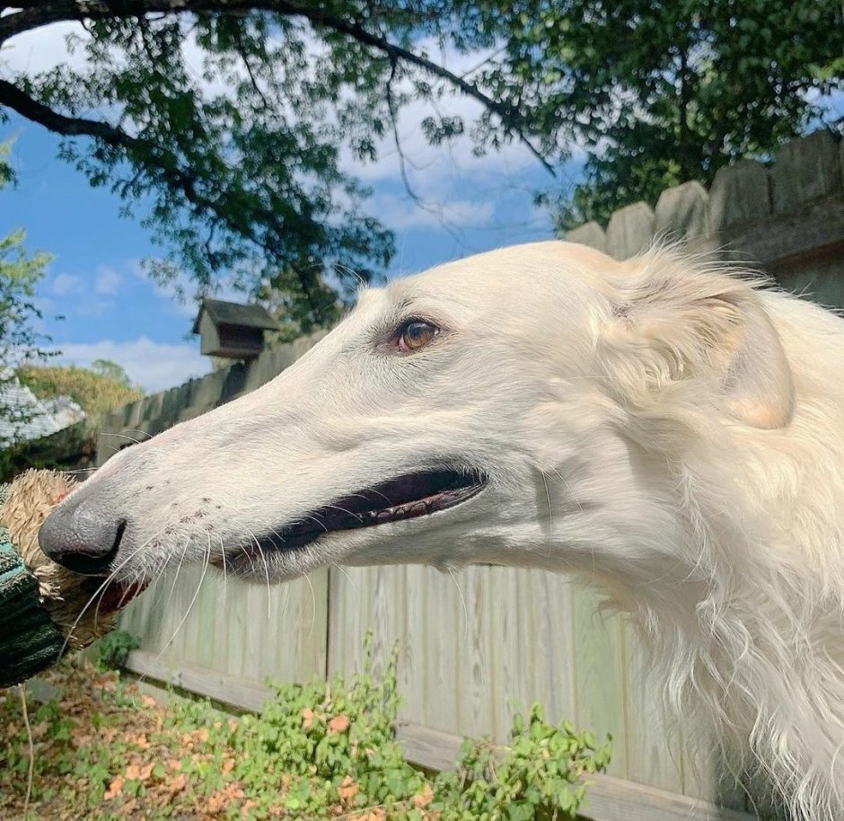 Левретка гончая борзая