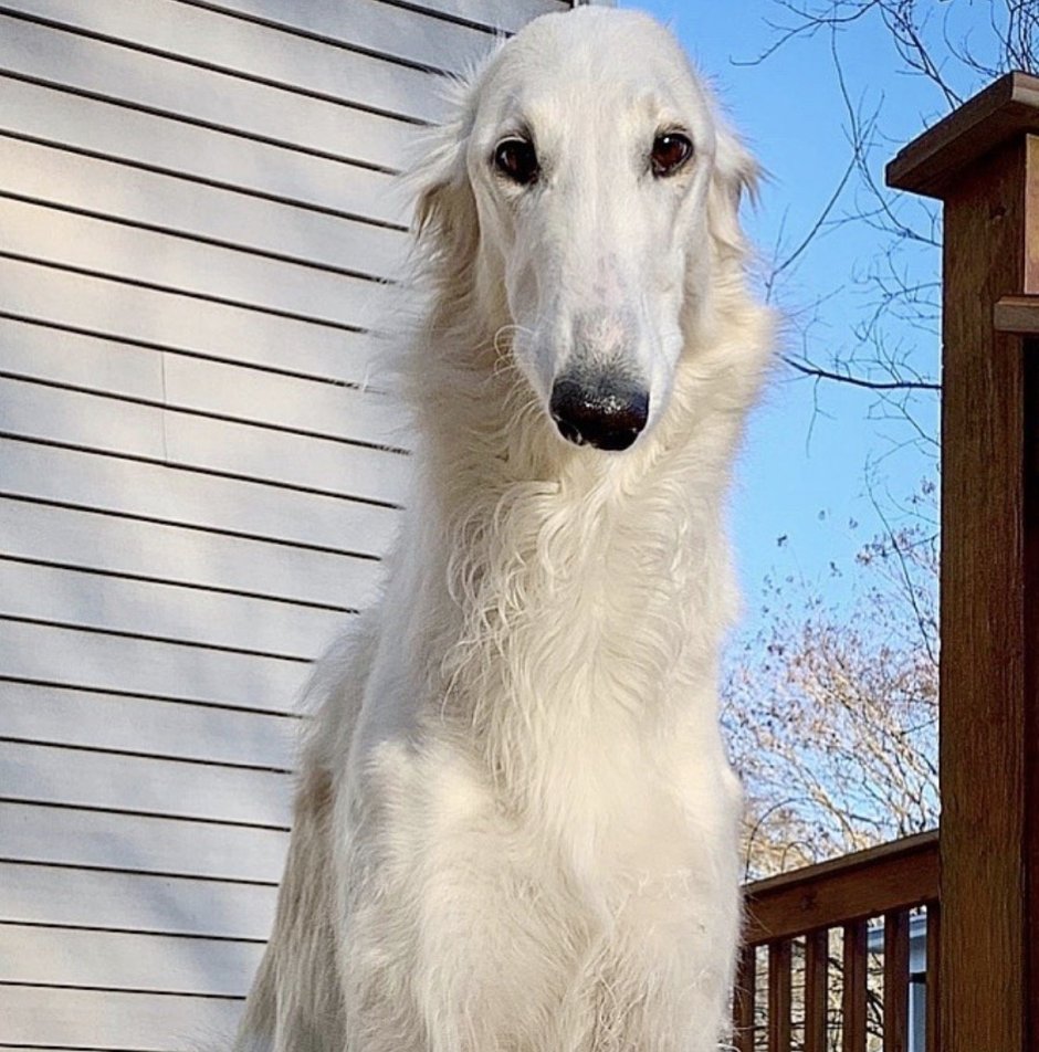 Доберман бойцовская