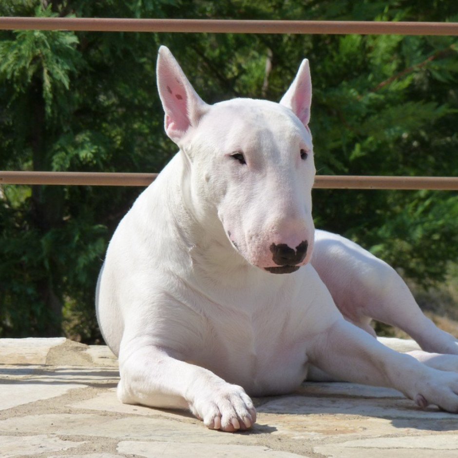 Маленькая собака с длинной мордой