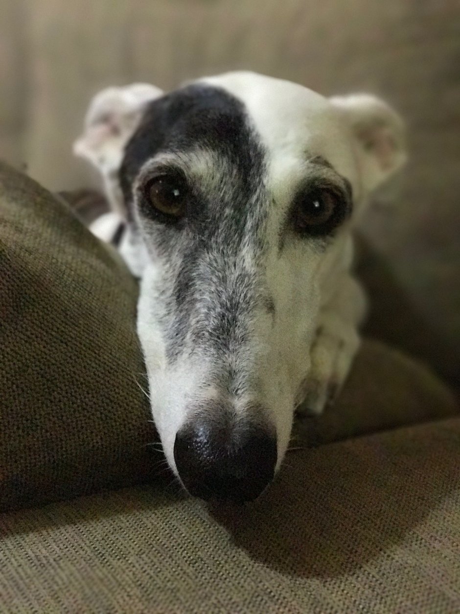 Собаки породы Афганская борзая