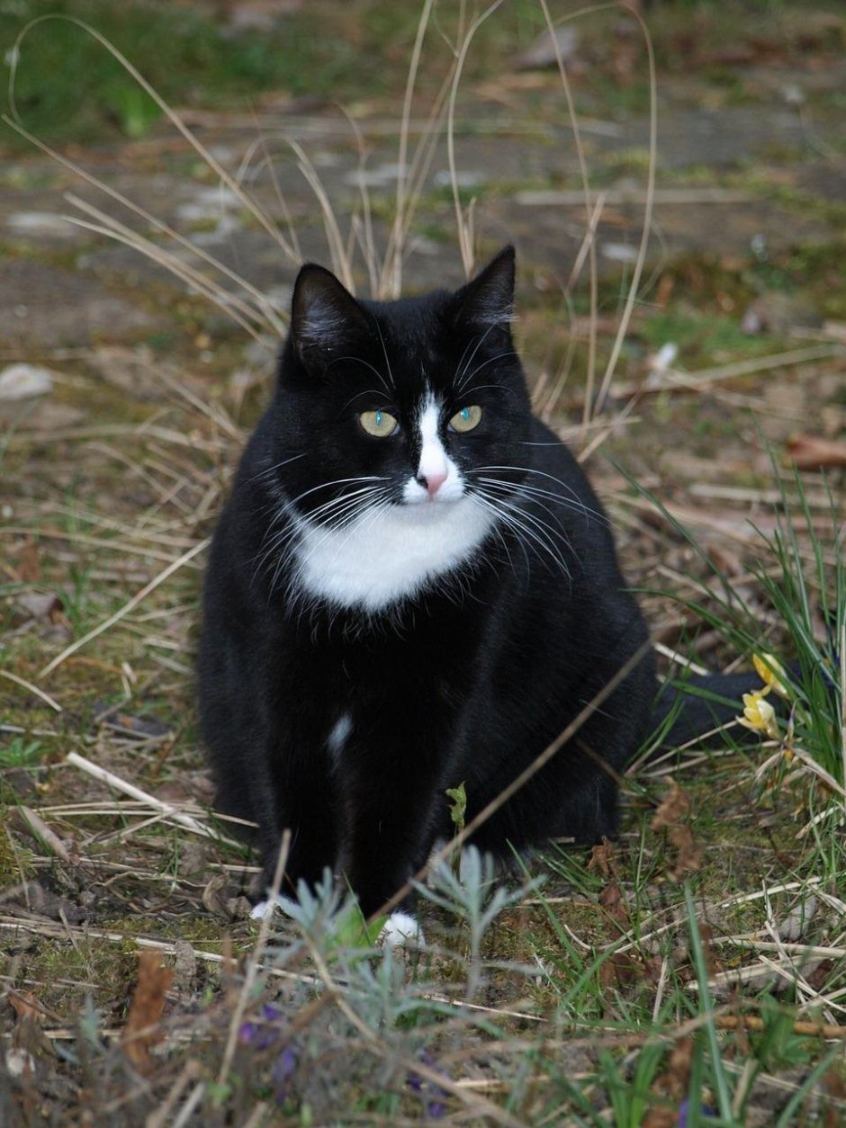Коты картинки