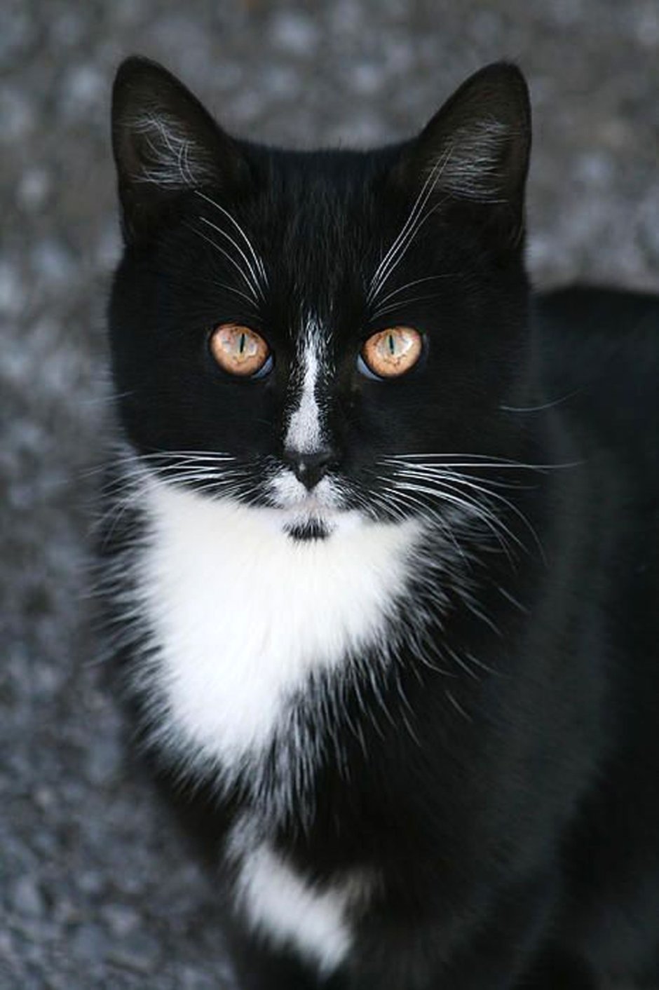 Черная кошка облизывается