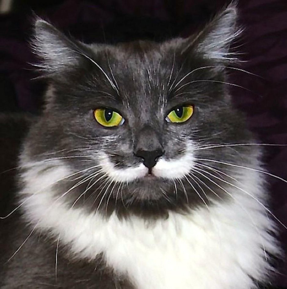 Черно белая кошка