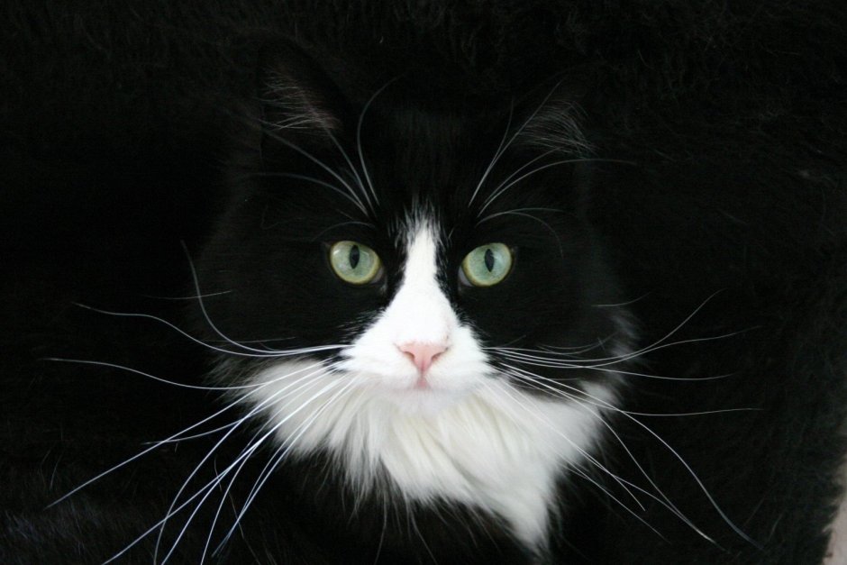 Кошка чб