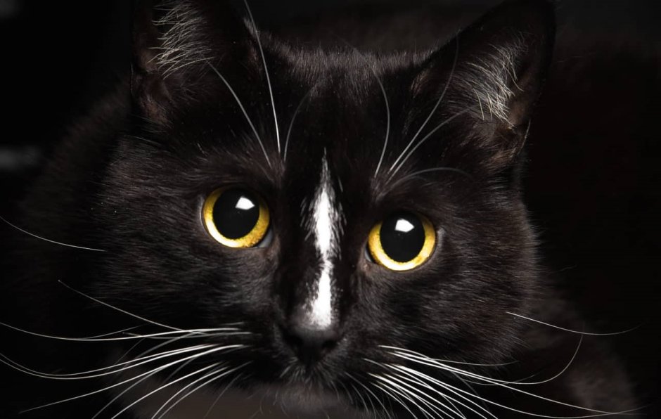 Котята Эстетика