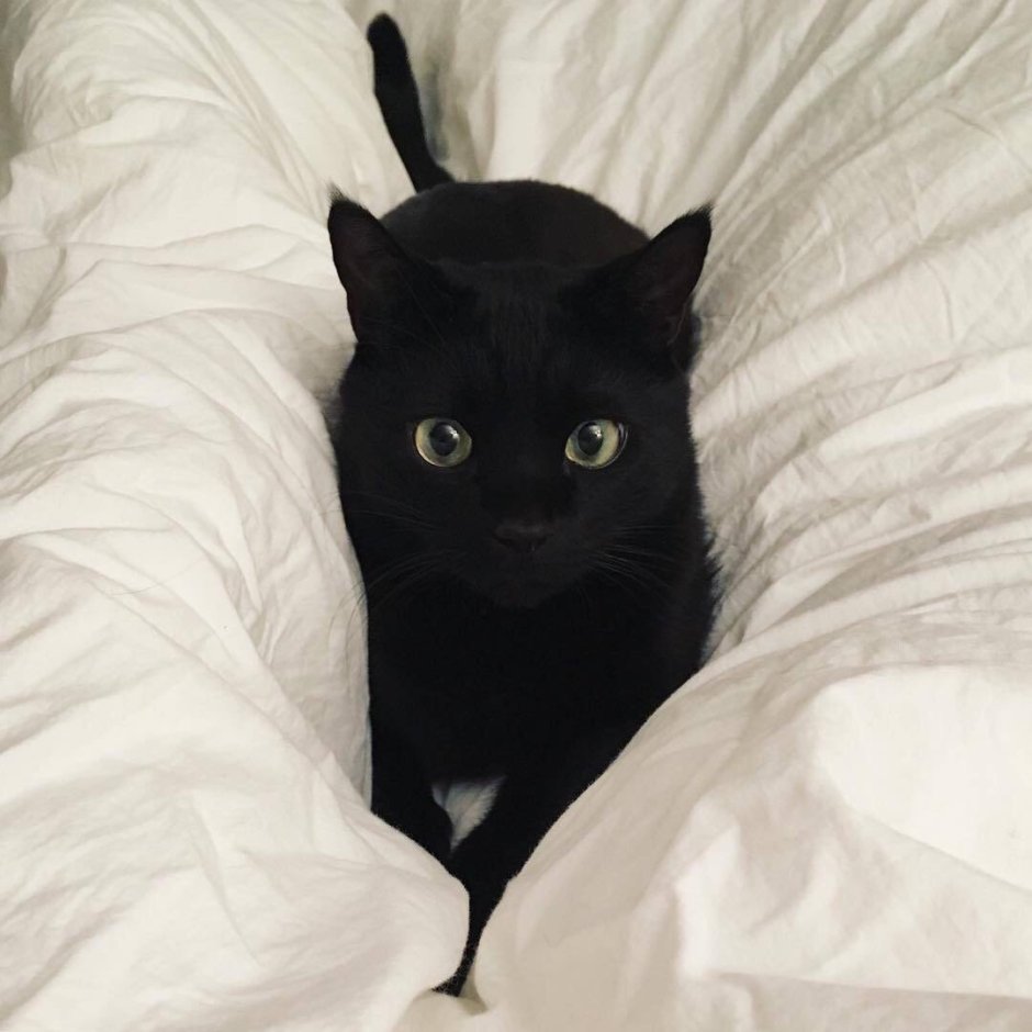 Черная кошка с белыми усами