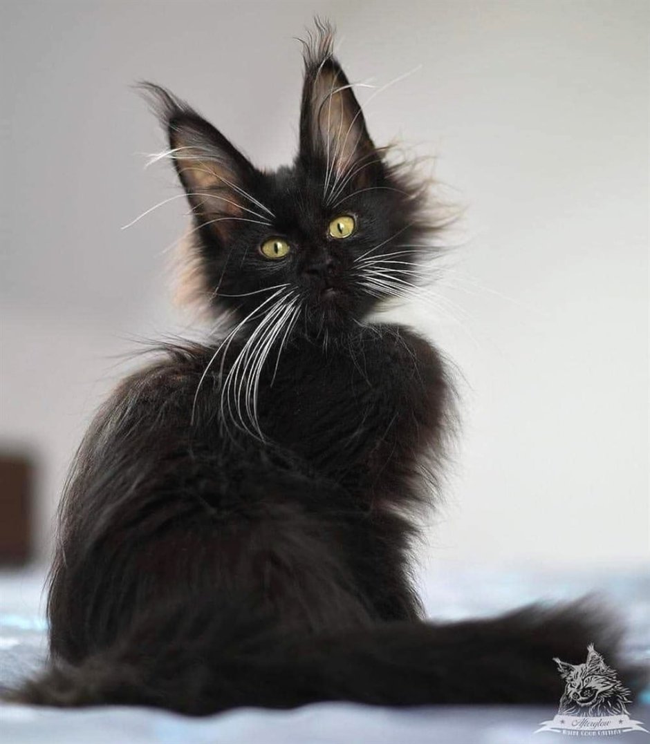 Кот с черными усами