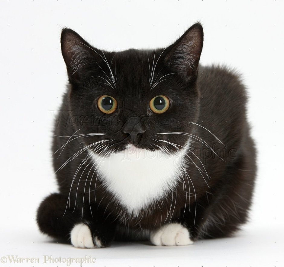 Морда черного кота