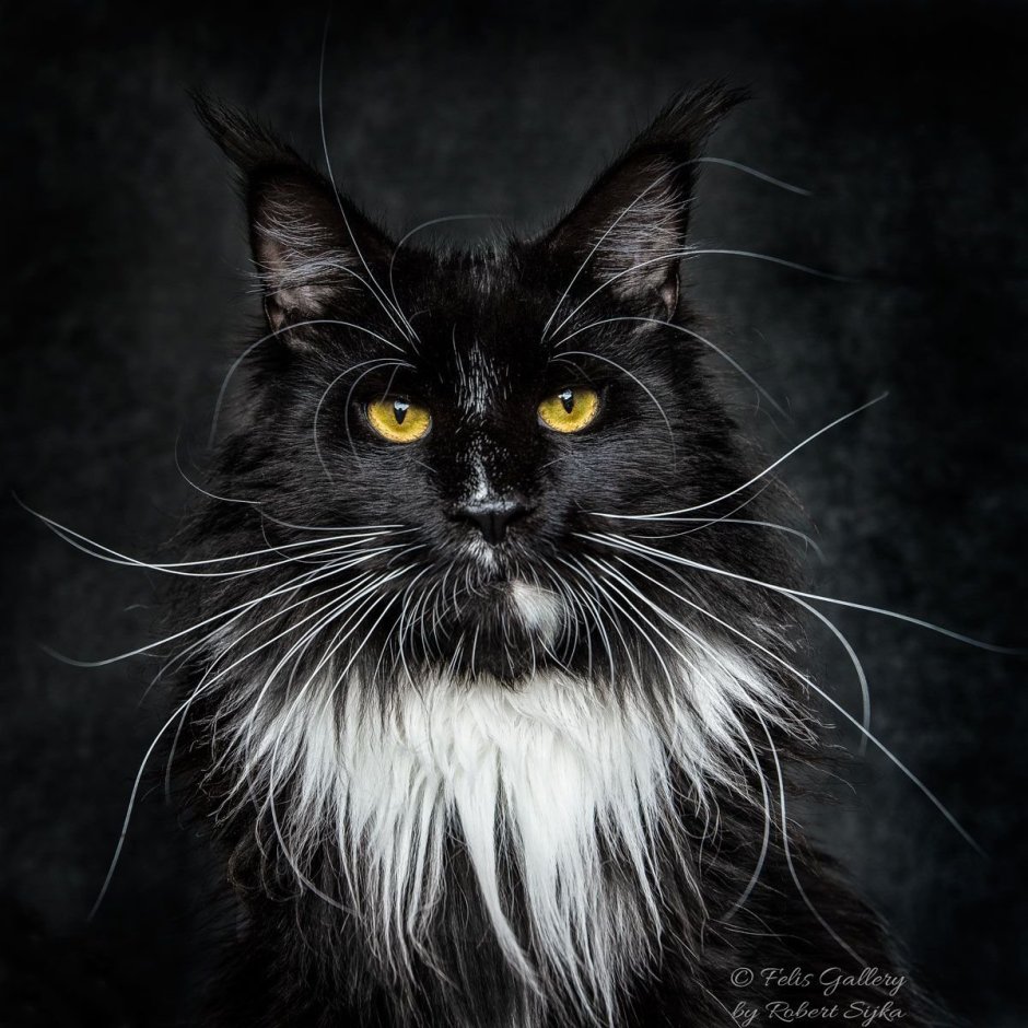 Черно белая кошка
