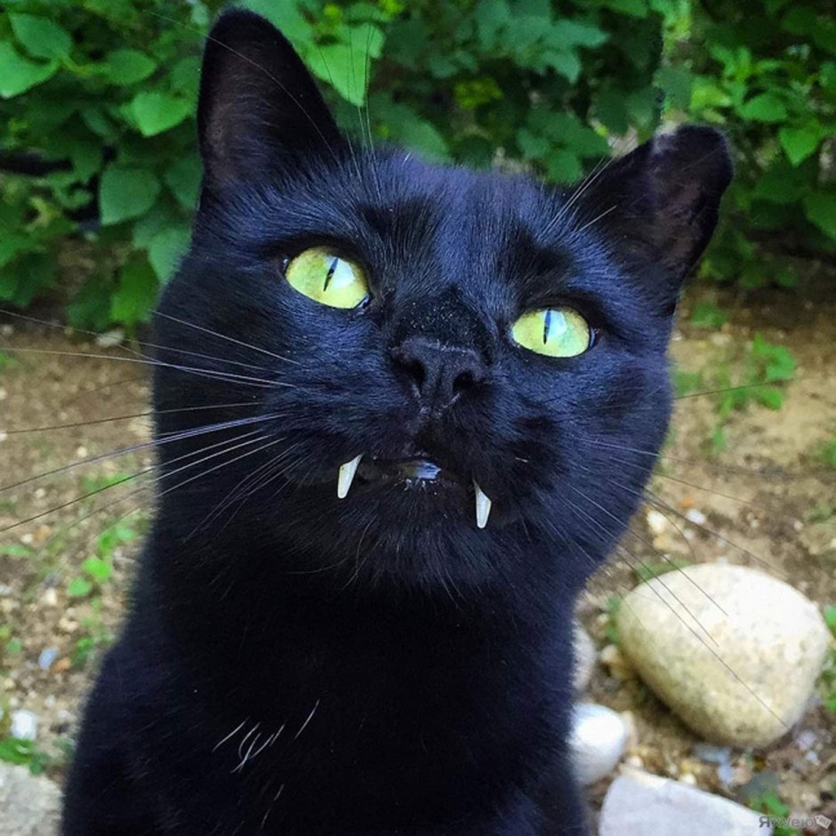 Черные коты с белыми усами