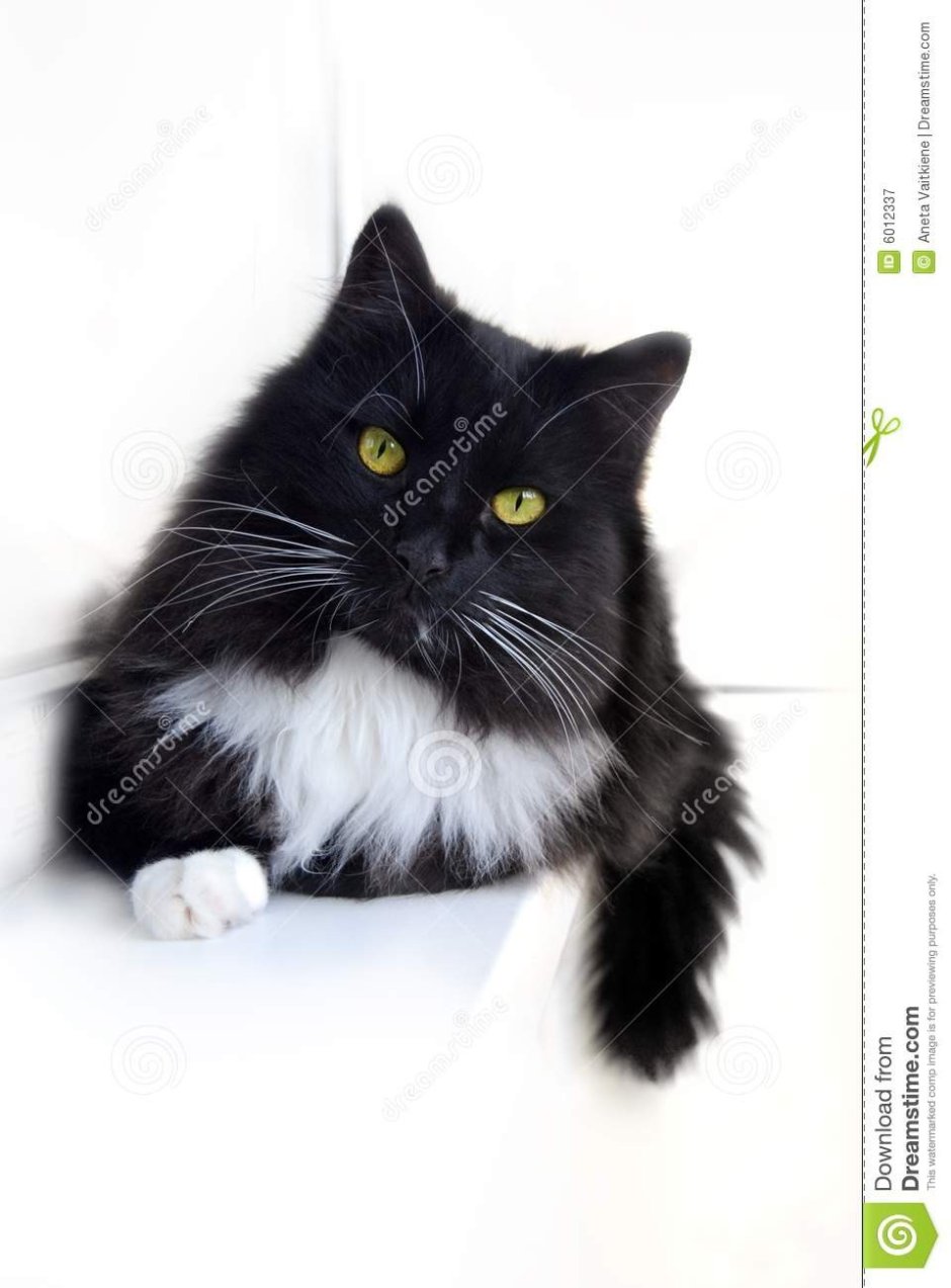Черный котик Эстетика