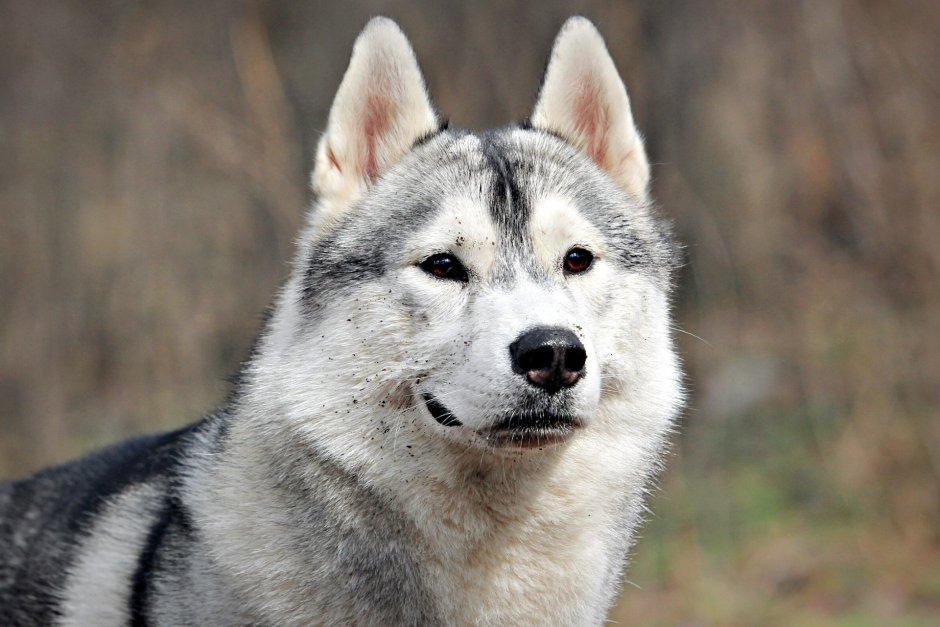 Dogmeat хаски