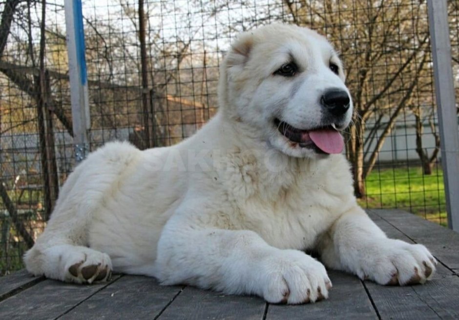 Собака туркменский алабай