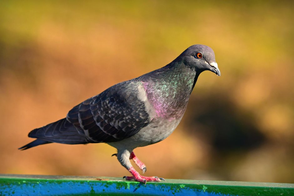 Dove vs Pigeon