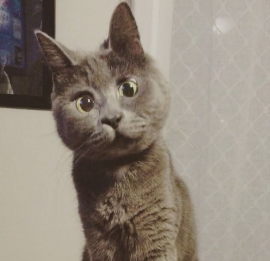 Офигенные коты