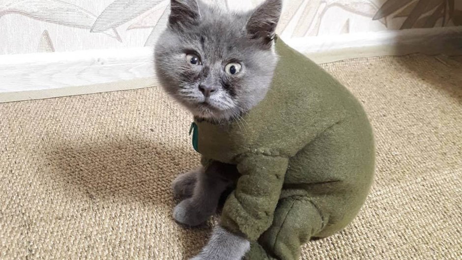 Шотландская вислоухая кошка