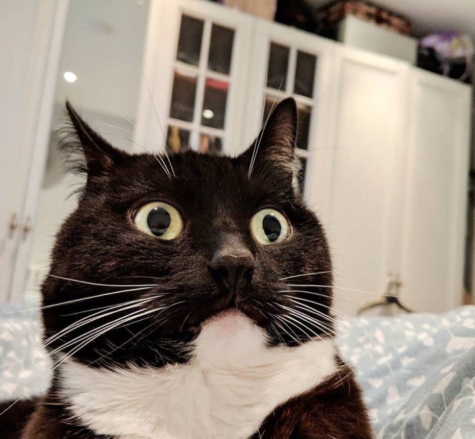 Удивленный кот