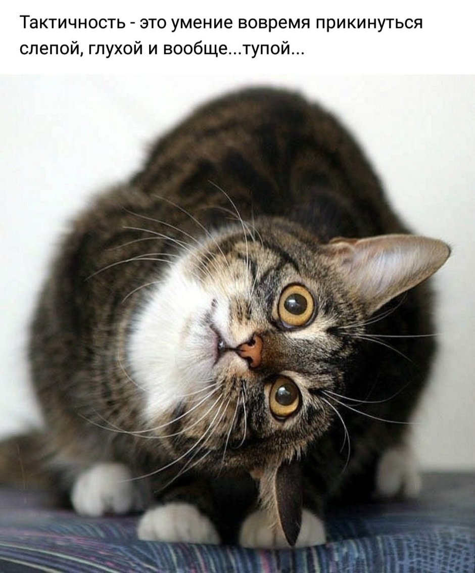 Милые кошачьи мордашки