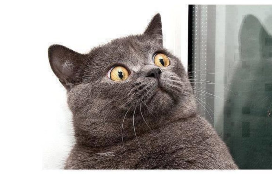 Удивленный кот