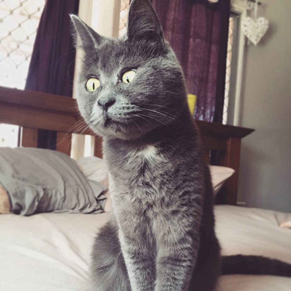 Косой кот