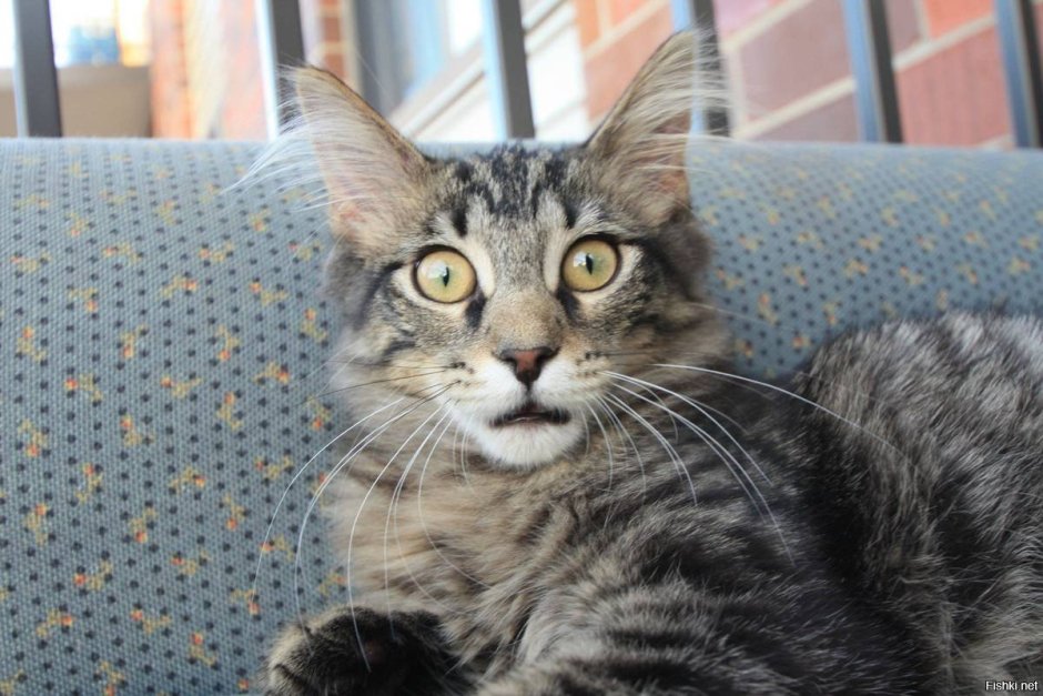 Коты мемы