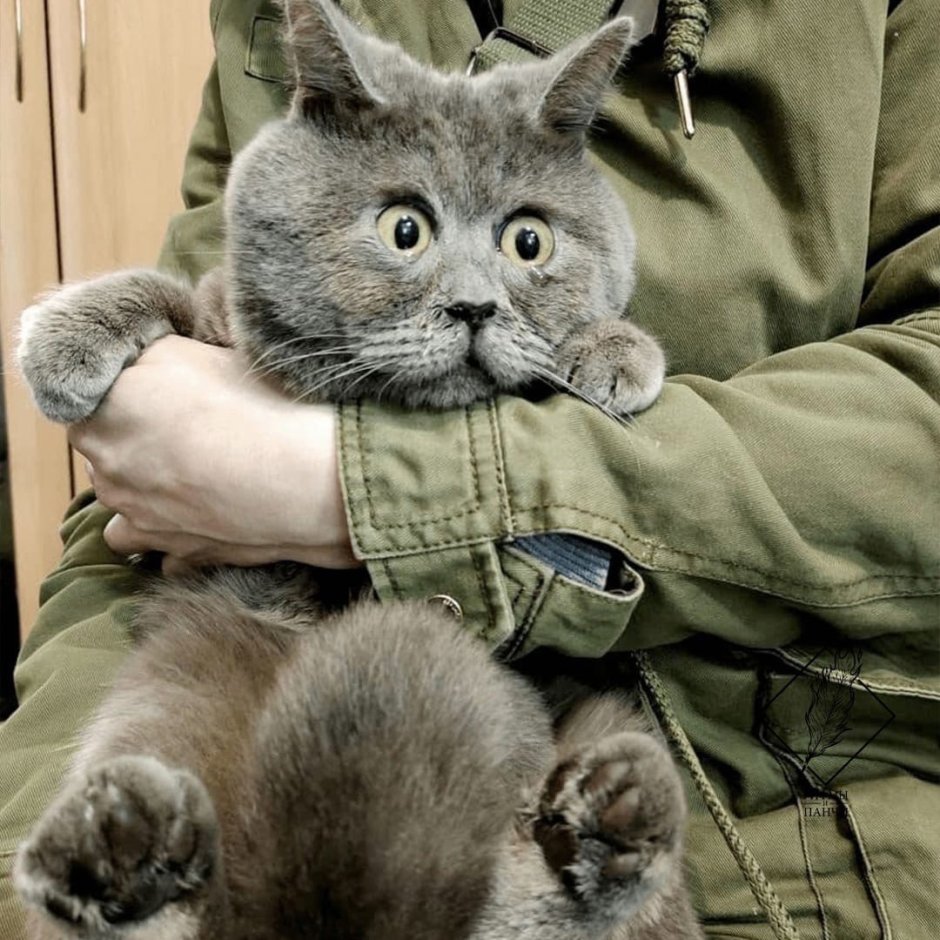 Смешная морда кота