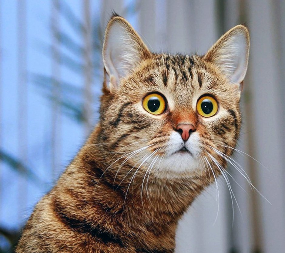 Кот Федя ржачный