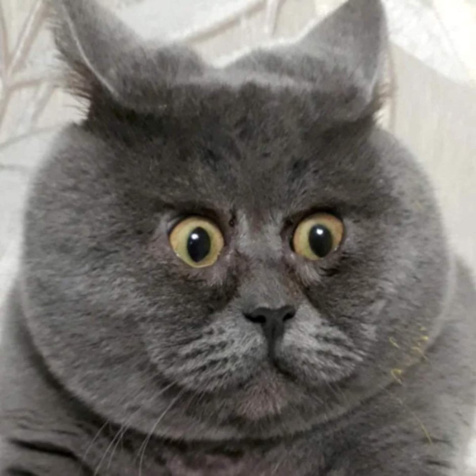 Удивленный кот